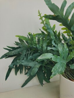Živá rostlina Tečkovka, Phlebodium Aureum - 6