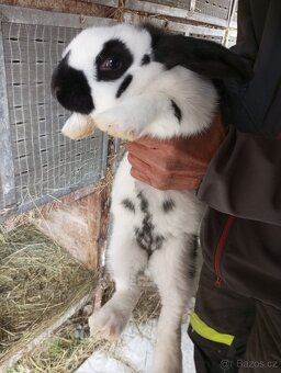 Králíci velikých plemen k chovu samice a samci - 6