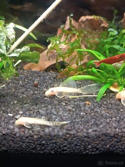 Ancitrus Long fin+SP - 6