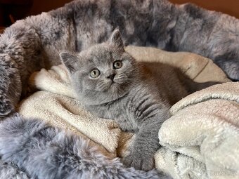 Krásná britská koťátka s PP - 6