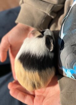 Morče, morčátko - 6