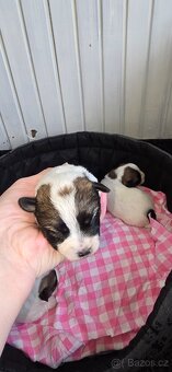 Jack Russell terrier - 6