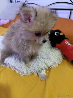 Pomeranian - 6