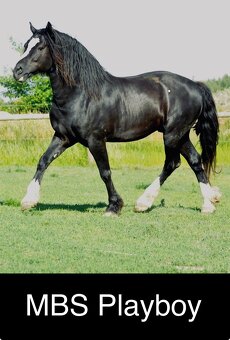 Klisna Welsh Cob 1 rok - plavka - 6
