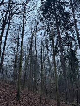 Prodám pozemky v k.ú. Polánky nad Dědinou Třebechovice pod O - 6