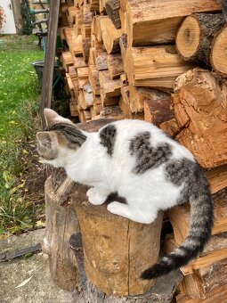 Daruji kotě nalezené v lese - 6