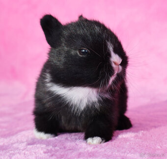 Zakrslý králíček , maličký krátkouchý sameček . - 6