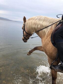 Prodám březí kobylku qh My Chex Roayal Lady - 6