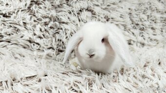 Zakrslý beránek, králíček, králík - MOLLY - 6