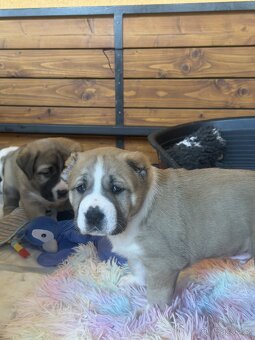 Středoasijský pastevecký pes štěňátka - 6