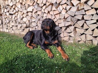 Rotwajler štěnata - 6