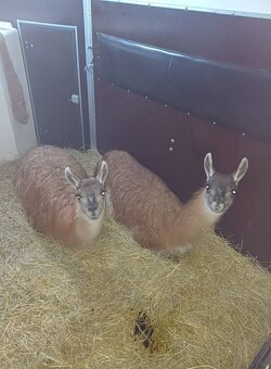 Přepravník na půjčení - 6