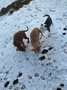 Americký stafordsirsky terier, Stafford, amstaf - 6