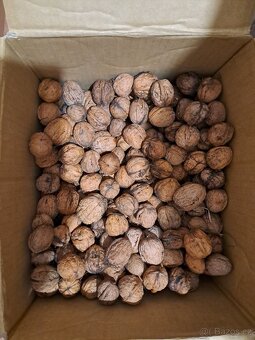 Ořechy vlašské - 6