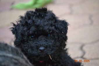 PULI - štěňata hledají nový domov - 6