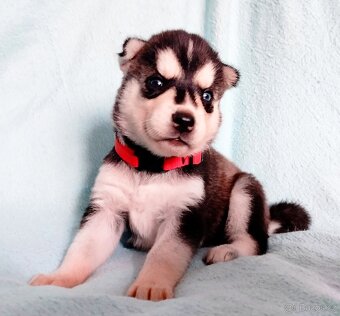 Sibiřský husky štěňata - 6