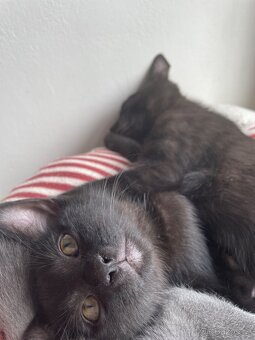 Jsme tři malí kočičí kluci, experti na mazlení 🐾🐈⬛ - 6