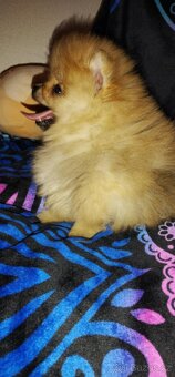 Pomeranian TOP fenečka a pejsek - 6