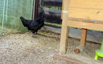 Ayam Cemani - 6