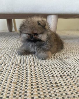 Pomeranian Mini - 6