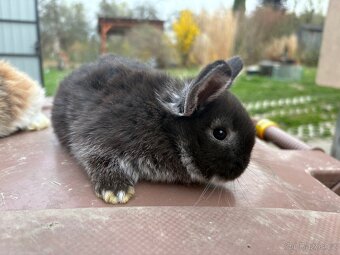 Zakrslý beránek - 6