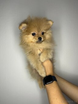 Štěňátka pomeranian bez PP - 6