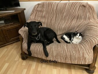 Štěňata - Americký stafordšírský teriér bez PP - 6