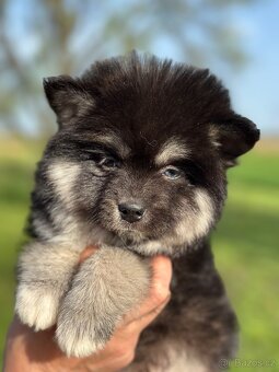 Pomsky / Pomeranian / Husky - 6