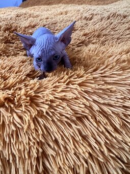 Kanadský Sphynx s průkazem původu - 6