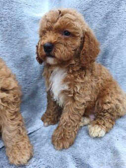 Cavapoo pudl kavalir - 6