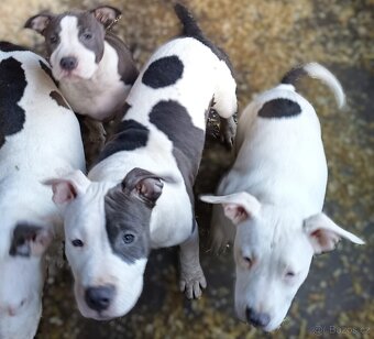 Americký stafordšírský teriér modrá št.s rodokmenem k odběru - 6