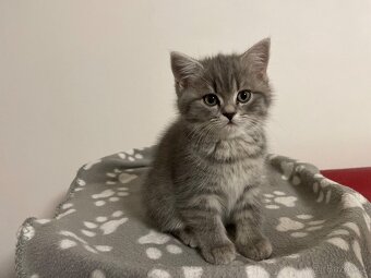 koťátko bez PP (kočička tmavá) - 6