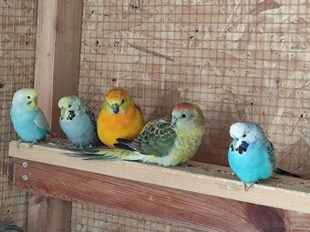 Papoušek zpěvavý - 6