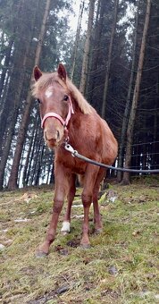 AQH hřebeček 2025 - 6