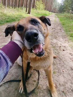 ROXY K ADOPCI - vděčná, nenáročná seniorka - 6