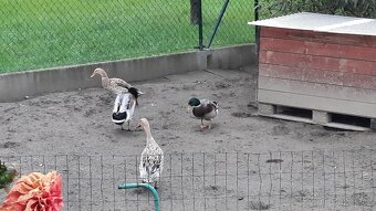 Indický běžec kachny - Sušice.  Okres Klatovy 🦆🦆🦆🦆🦆🦆 - 6