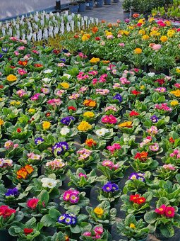 Jarní květiny, rostliny - 6