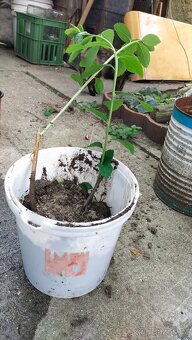 Nabízím odkopy trvalek - 6