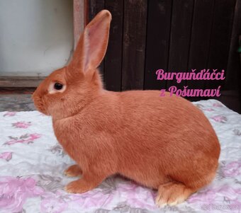 BURGUNDSKÝ králík s PP - SAMEČCI A SAMIČKY ⭐️⭐️⭐️ - 6