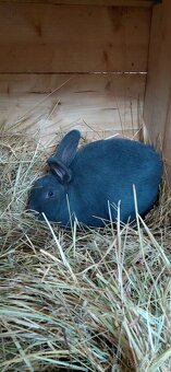 Prodej  samice kralíka - 6