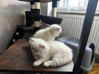 Britská koťátka s PP - 6