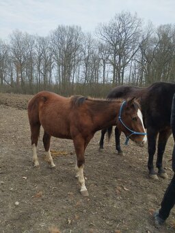 Roční hřebeček QH x Appaloosa - 6