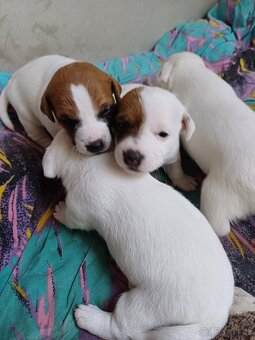 Jack Russell Teriér - štěňátka - 6