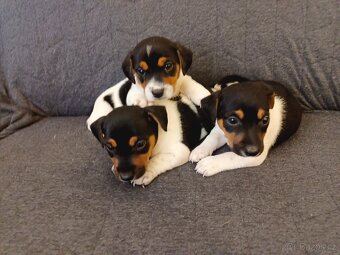 Jack Russell - 6