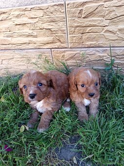 Cavapoo,cavapo - 6