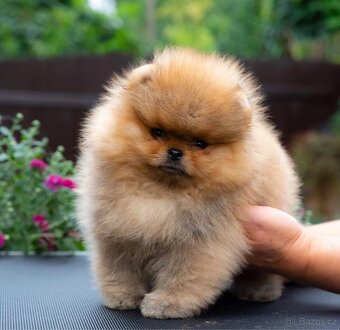 Pomeranian s PP FCI - 6