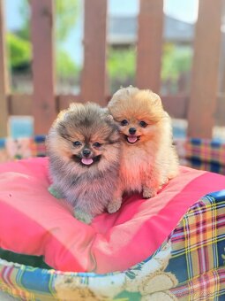 Pomeranian s PP - 6