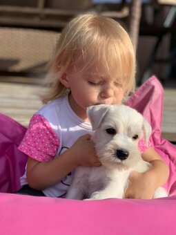 Knírač malý bílý s PP - CHS Švarcava - 6