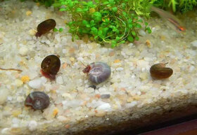 Akvarijní šneci - piskořky a okružáci všech barev - 6