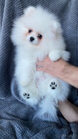 Pomeranian puppies for sale - 6